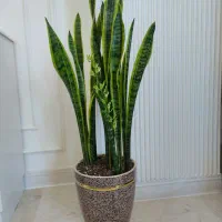 گلدان سانسوریا طبیعی