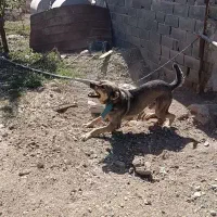 سگ ماده و نر نگهبان