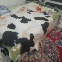 پوست گاو دباغی شده