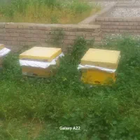 کندوزنبورعسل