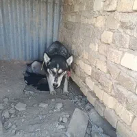 ماده هاسکی با توله|سگ|اراک, |دیوار