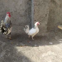 مرغ و خروس زینتی سپرایت|حیوانات مزرعه|چناران, |دیوار