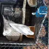 یک جفت البینو دوکت|پرنده|شهریار, شهرک امیریه|دیوار