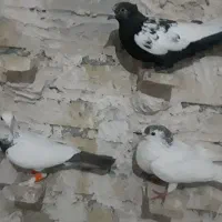 کبوتر رنگه سالم|پرنده|گلبهار, شهر جدید گلبهار|دیوار