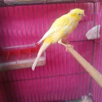 قناری نر برا فروش|پرنده|کرمان, |دیوار