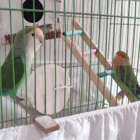 یک جفت طوطی برزیلی