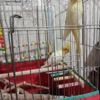 عروس هلندی یا پاریس