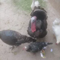 انواع بوقلمومرغ ،خروس،مرغ لاریم هست|حیوانات مزرعه|اسدآباد, |دیوار