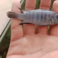 ماهی سیچلاید بلو الکترو