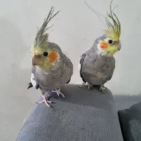 عروس هلندی سخنگو