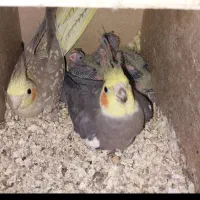 یک جفت عروس هلندی تکی هم فروشی دونه ای ۸۰۰ت