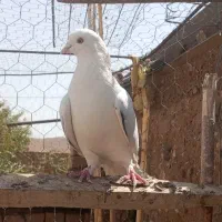 کفتر پرشی تیر|پرنده|تهران, اتحاد|دیوار