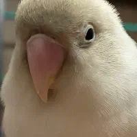 کوتوله برزیلی گمشده