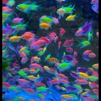 ماهی کالر رنگی