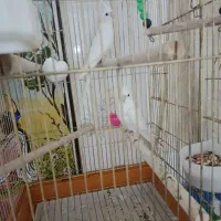 عروس هلندی|پرنده|کوهدشت, |دیوار