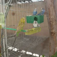 مرغ عشق با قفس