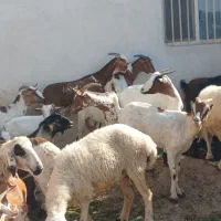 کهره گیسه بز خود بندرعباس با قصابی رایگان|حیوانات مزرعه|بندرعباس, |دیوار