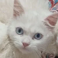پیشی نر