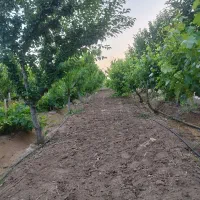 باغچه های شهرکی ۷۵۰،۱۰۰۰،۱۵۰۰  باسند،باغبان،نگهبان|فروش زمین و ملک کلنگی|زرندیه, |دیوار