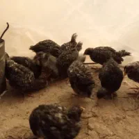 جوجه آمروک دوماهه امریکایی