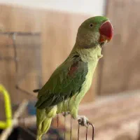 شاه طوطی سخن گو