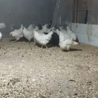 مرغ  محلی و برسه فرانسه|حیوانات مزرعه|شیرود, |دیوار