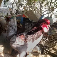 مرغ و خروس|حیوانات مزرعه|جیرفت, |دیوار