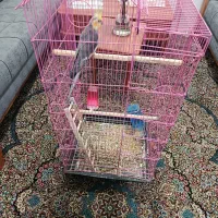 عروس هلندی نر