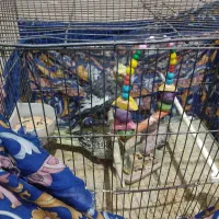 جفت عروس هلندی با جوجه|پرنده|تربت‌حیدریه, حاجی یار‎|دیوار