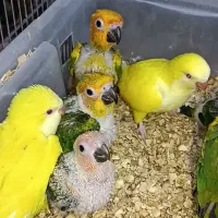 عروس هلندی برزیلی گرینچیک ملنگو راهب قناری|پرنده|کبودرآهنگ, |دیوار