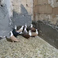 کبوتر جفتگاه رنگه کربلایی و آلمانی|پرنده|مشهد, ابوذر|دیوار