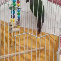 گرینچیک جوجه دوماه