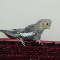 عروس هلندی و مرق عشق