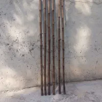 خزران 2موجود|گل و گیاه طبیعی|شادگان, |دیوار