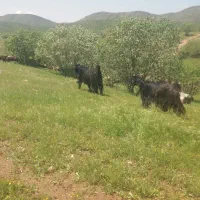 دو بر آخته جلو گله