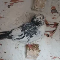 سار صید|پرنده|بجنورد, |دیوار