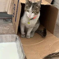 گربه پیدا شده