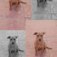 پیت بول آمریکا ماده (قدرجونی)