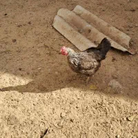 مرغ تخم گذار