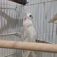 عروس هلندی|پرنده|بهارستان, |دیوار