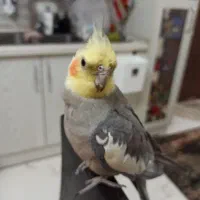 سینامون سخنگو باهوش هنرمند|پرنده|تهران, بهار|دیوار