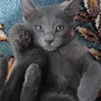 گربه کوچولوی ما گم شده