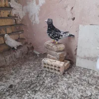 کبوتر|پرنده|اسفراین, |دیوار