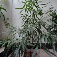 گل آمستر|گل و گیاه طبیعی|ساری, |دیوار