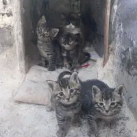 اهدای گربه خوشگل چشم رنگی