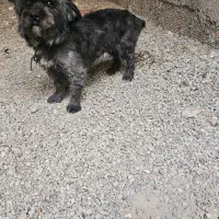 سگ ماده واگذاری