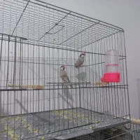 یک جفت نرگسی شکلاتی مولد|پرنده|پاکدشت, شهرک امام رضا|دیوار