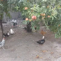 مرغ فروشی هم جوجه هم بزرگ
