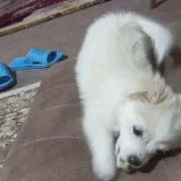 باسلام توله پامر۳ماهه شناسنامه واکسن خورده|سگ|مرودشت, سهلآباد|دیوار