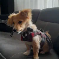 فروش اشپیتز پامر|سگ|مبارکه, |دیوار